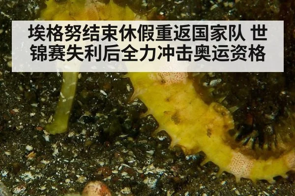 埃格努结束休假重返国家队 世锦赛失利后全力冲击奥运资格